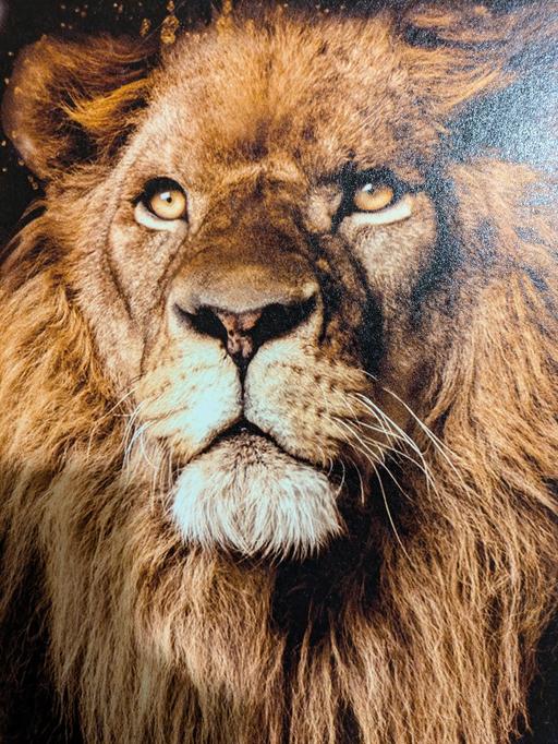 Buy & Sell West Midlands Birmingham - Photos for Wall Art. Lion of Africa Canvas by Murando