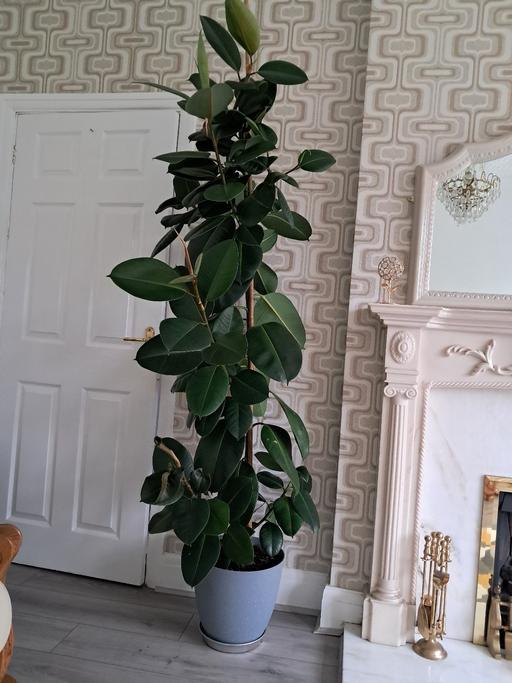 Buy & Sell West Midlands Birmingham - Photos for LARGE HOUSE PLANT