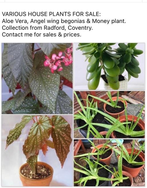 Buy & Sell West Midlands Coventry - Photos for House plants