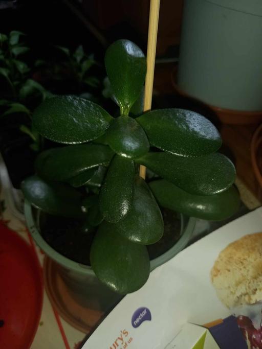 Buy & Sell Lancashire Burnley - Photos for jade plant also known as money tree plant