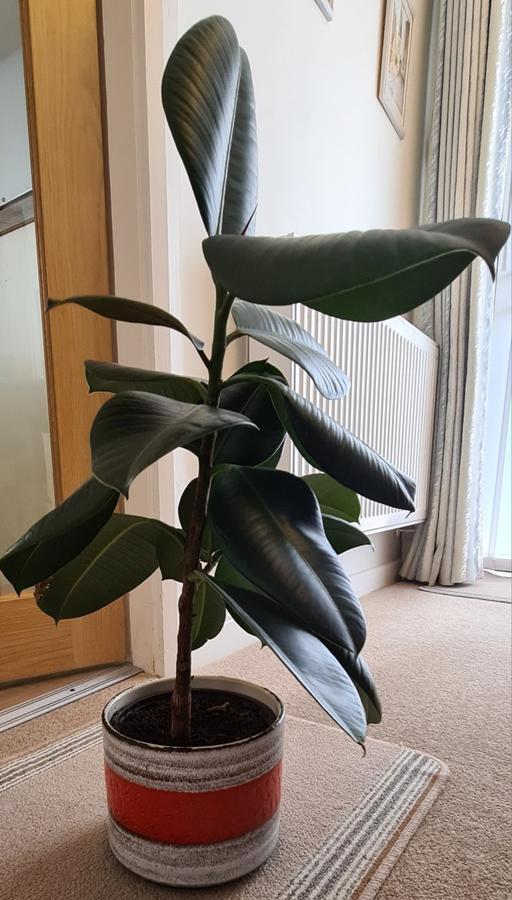 Buy & Sell Greater Manchester Trafford - Photos for Rubber Plant