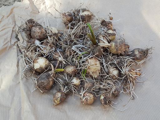 Buy & Sell Surrey Waverley - Photos for Muscari Armeniacum / Grape Hyacinth Bulbs