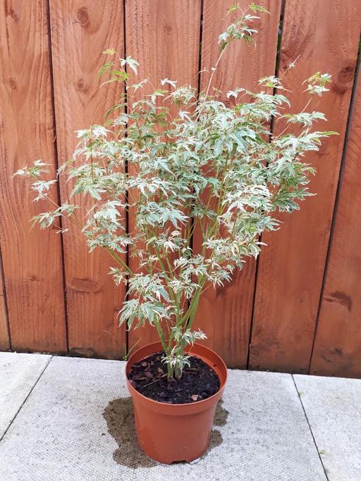 Buy & Sell Greater Manchester Manchester - Photos for ACER PALMATUM BUTTERFLY TREE