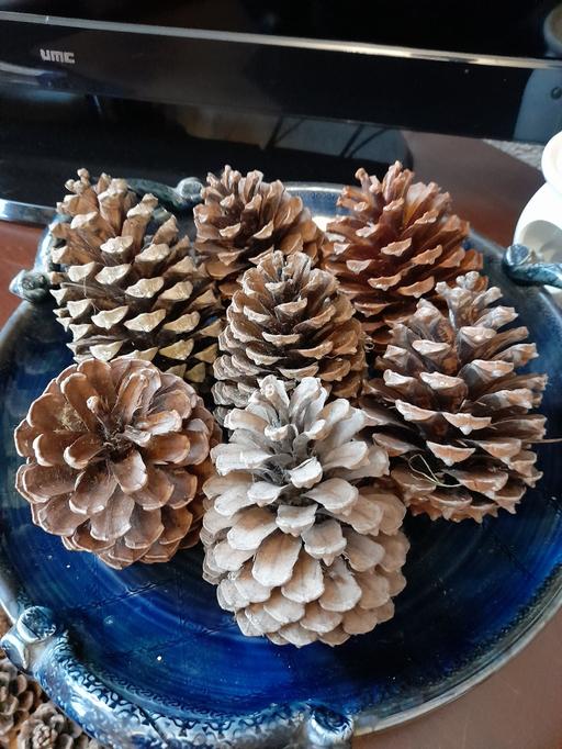 Buy & Sell Lancashire Blackpool - Photos for Large fir cones 3 for £1