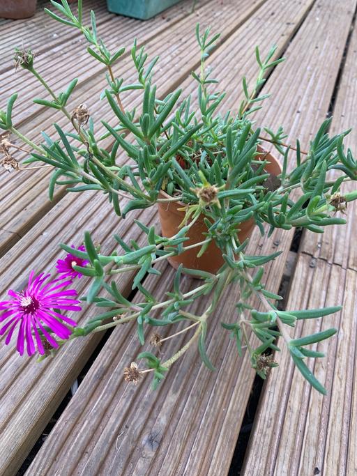 Buy & Sell East London Redbridge - Photos for Ruby of the desert large plant