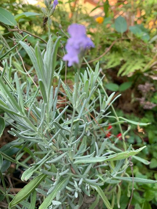 Buy & Sell East London Redbridge - Photos for Lavender plants