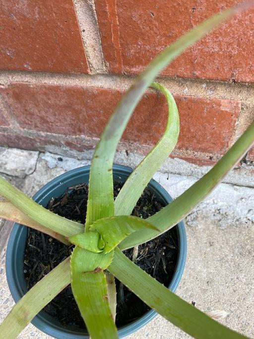 Buy & Sell West Midlands Walsall - Photos for Aloe Vera plants £2.75 each