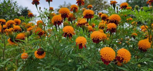 Buy & Sell East London Gants Hill - East London - Photos for MARIGOLD 100 SEEDS TIGER'S EYE