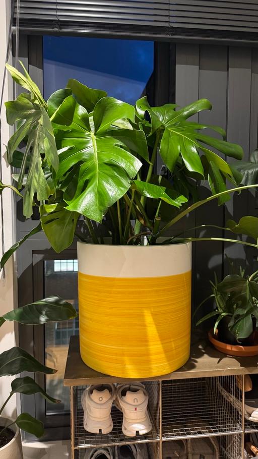 Buy & Sell South East London Lambeth - South East London - Photos for Monstera deliciosa cheese plant 101cm tall 