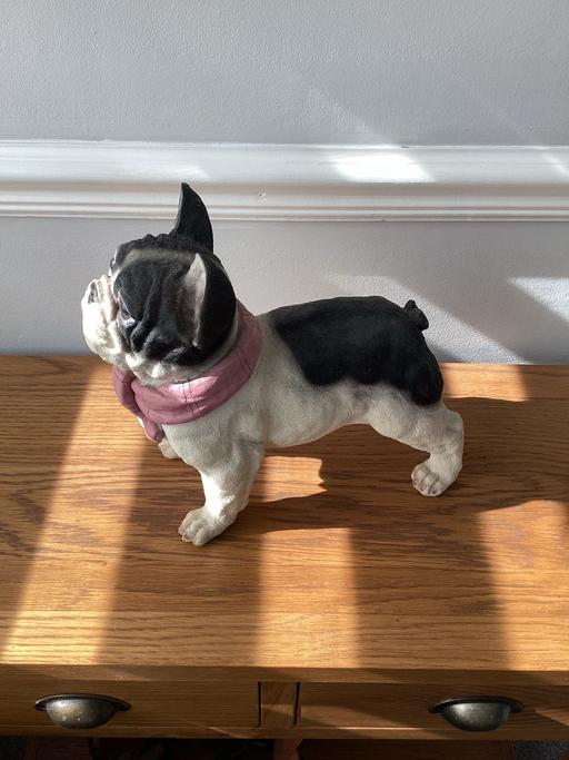 Buy & Sell Nottinghamshire Mansfield - Photos for Frenchie