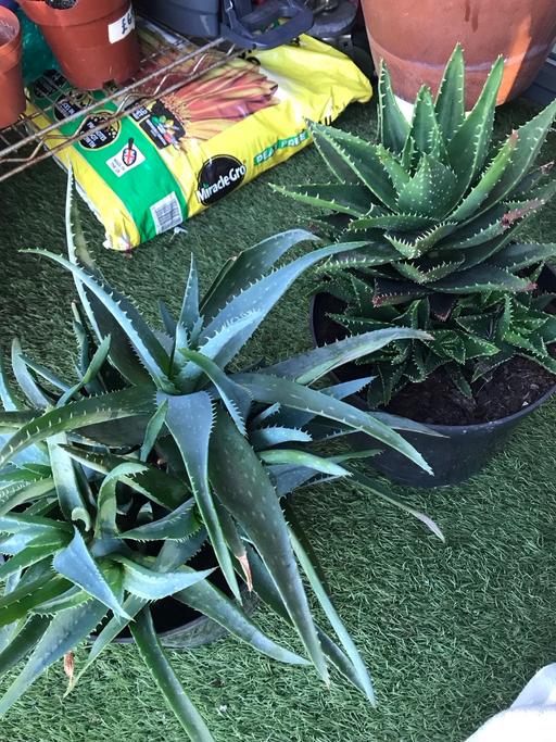 Buy & Sell East London East India - East London - Photos for 2X-large aloe vera plant 45cm tall in 25cm po