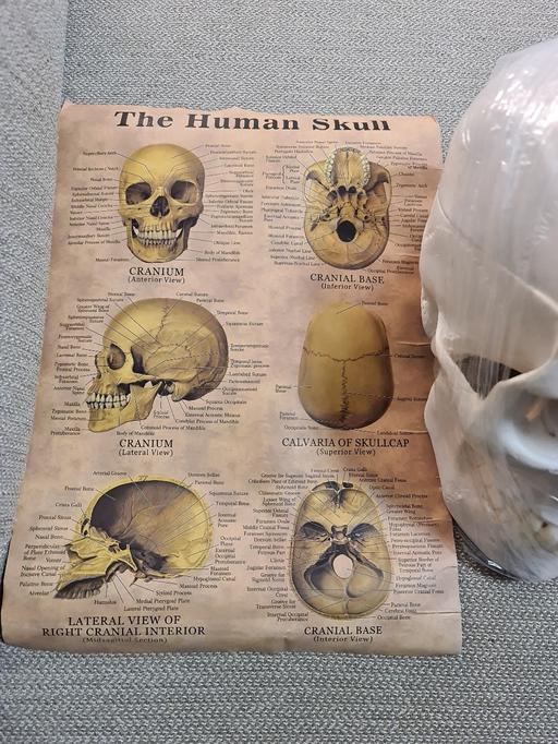 Buy & Sell North West London Willesden - North West London - Photos for Human Skull Anatomical Model