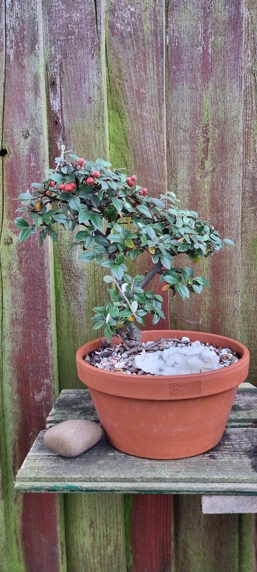 Buy & Sell West Midlands Coventry - Photos for cotoneaster bonsai