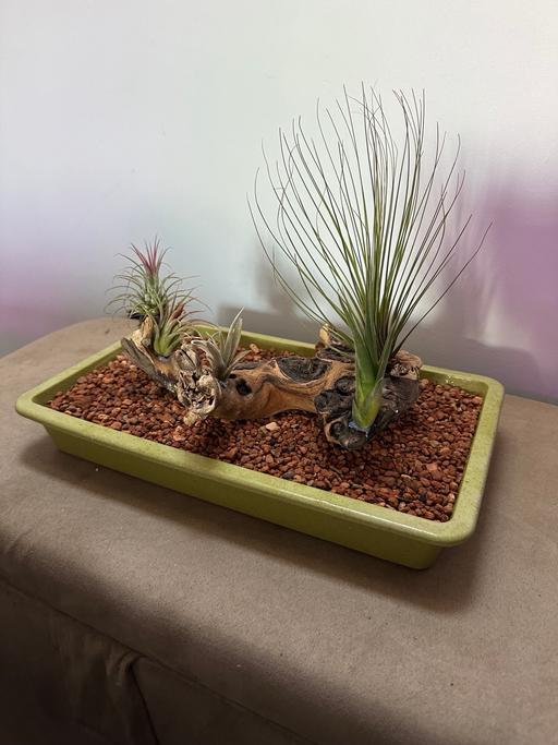 Buy & Sell Bedfordshire Bedford - Photos for Air plant display