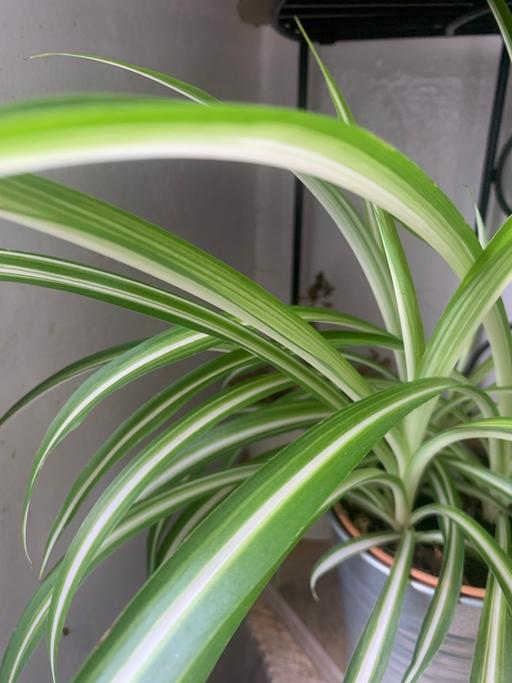 Buy & Sell East London Redbridge - Photos for 1 spider plant