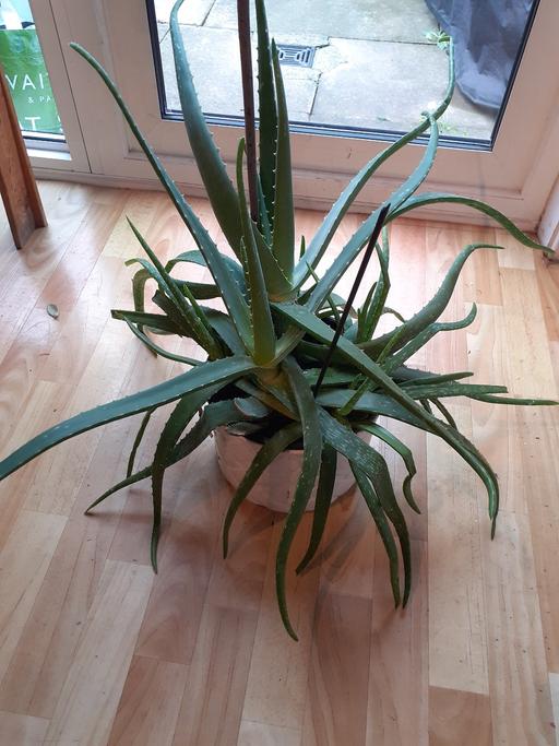 Buy & Sell North London Tottenham Green - North London - Photos for Aloe Vera plant