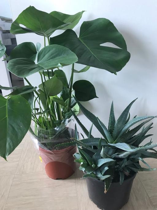 Buy & Sell East London East India - East London - Photos for 2x Monstera Deliciosa & aloe plant 75cm tall