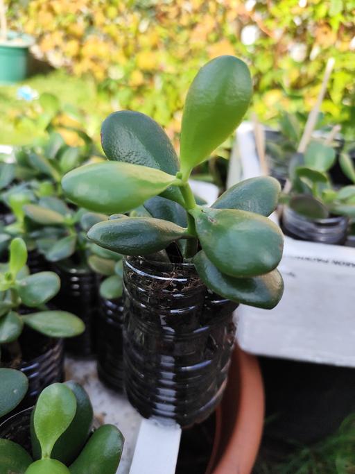 Buy & Sell West Midlands Birmingham - Photos for Any 6 x Money/Jade Plants for £5