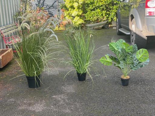 Buy & Sell Cheshire East Over Alderley - Cheshire East - Photos for Large artificial plants