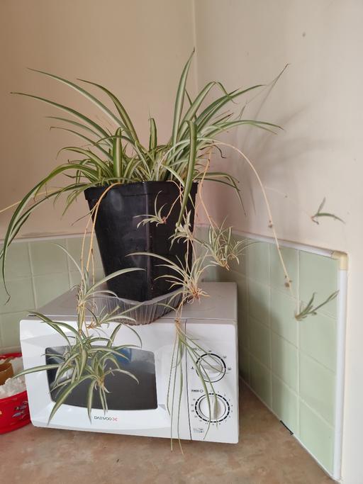 Buy & Sell West Midlands Birmingham - Photos for large Spider Plant