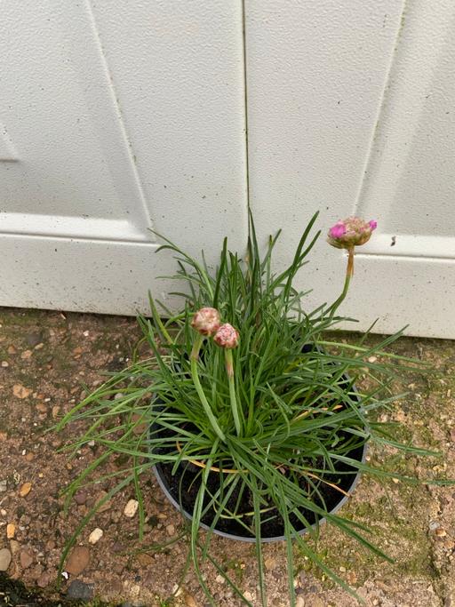 Buy & Sell West Midlands Birmingham - Photos for Perennial Armeria