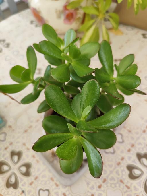 Buy & Sell West Midlands Birmingham - Photos for Jade /Money Plant