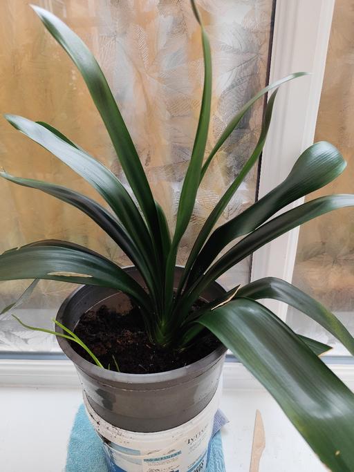 Buy & Sell West Midlands Birmingham - Photos for Large Clivia Miniata Plant £25