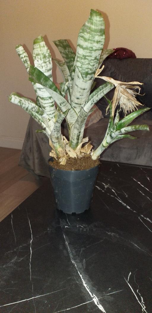 Buy & Sell Bedfordshire Luton - Photos for indoor plant