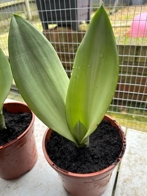 Buy & Sell Bedfordshire Bedford - Photos for Snake plants “ moonshine”