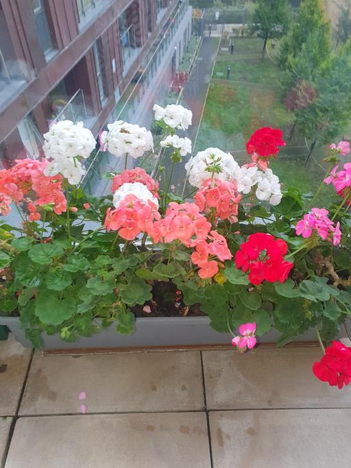 Buy & Sell East London Westferry - East London - Photos for Flowers