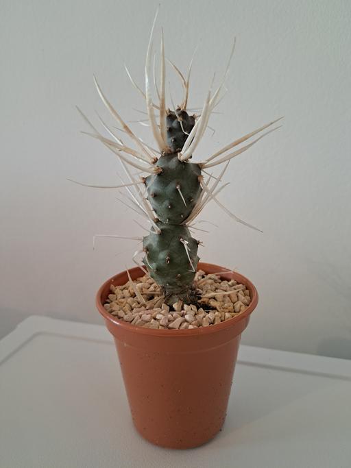 Buy & Sell North London Hornsey - North London - Photos for 'Paper spine' cactus - unusual rare plant