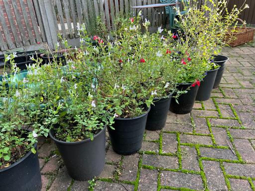 Buy & Sell Nottinghamshire Bassetlaw - Photos for TUB OF SALVIA (HOTLIPS) 3 Year old Plants