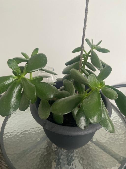 Buy & Sell East London Plaistow - East London - Photos for Jade plant