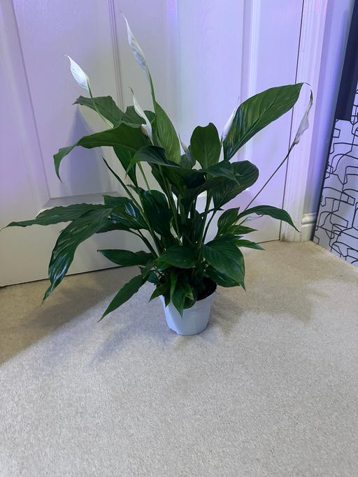 Buy & Sell Bedfordshire Bedford - Photos for Peace Lilly