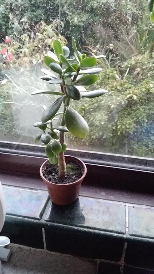 Buy & Sell Pembrokeshire - Wales Pantygrwndy - Pembrokeshire - Photos for indoor plant