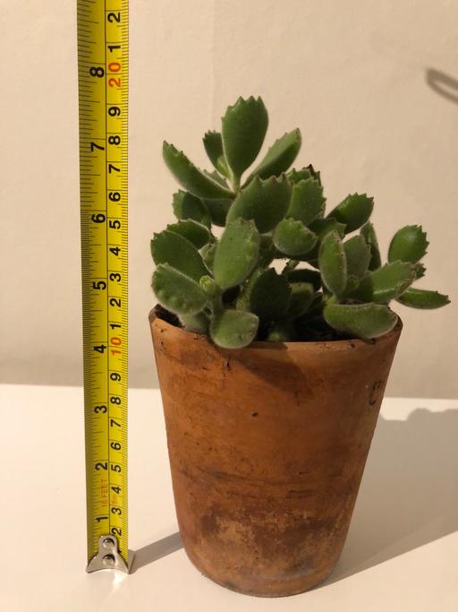 Buy & Sell North London Church End - North London - Photos for Bear’s paw easy care succulent plant