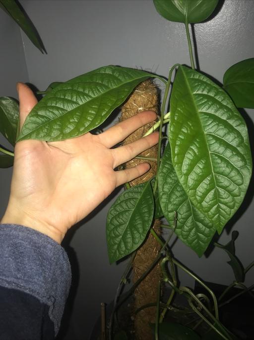 Buy & Sell West Midlands Dudley - Photos for Avocado plant 70cm