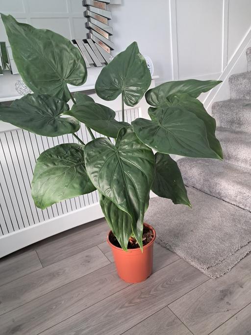 Buy & Sell West Midlands Birmingham - Photos for LARGE INDOOR PLANT