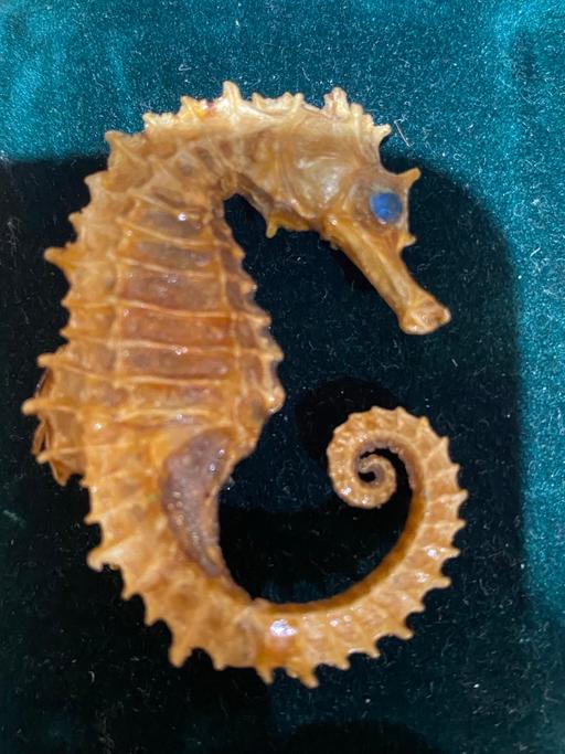 Buy & Sell Barking and Dagenham Dagenham - RM8 - Photos for Antique Natural taxidermy sea horse brooch