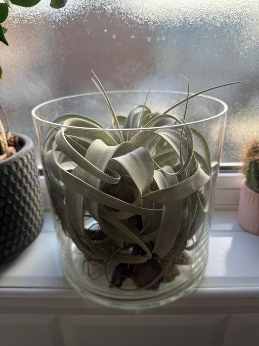 Buy & Sell East London Leyton - E15 - Photos for King of Airplants (Tillandsia Xerographica)