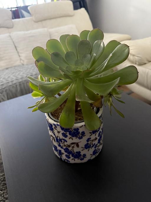 Buy & Sell East London Leyton - E15 - Photos for Aeonium Schwarzkopf Succulent