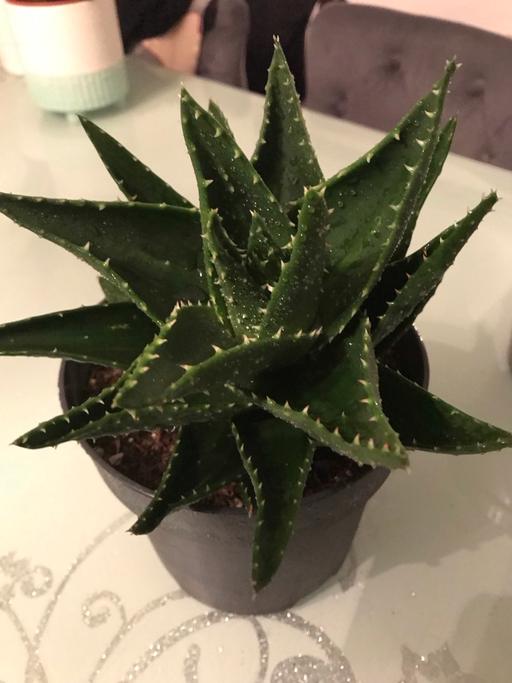 Buy & Sell East London East India - East London - Photos for dwarf alo vera plant in medium