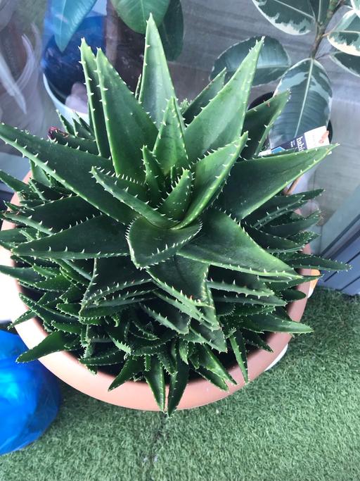 Buy & Sell East London East India - East London - Photos for xx large Dwarf aloe vera plant in 30cm pot