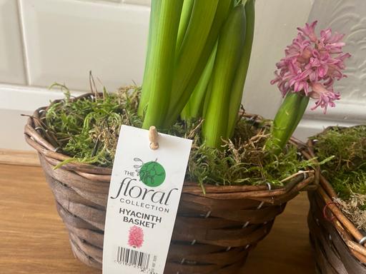 Buy & Sell West Midlands Birmingham - Photos for Hyacinth baskets