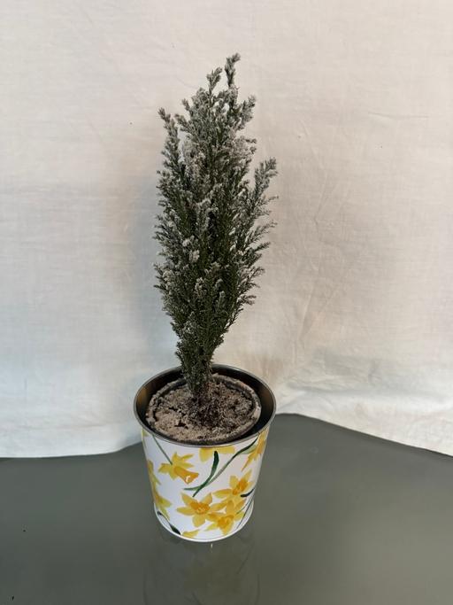 Buy & Sell South East London Walworth - South East London - Photos for Little tree plant