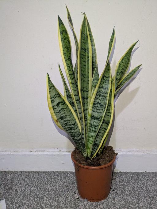 Buy & Sell East London Commercial Road - East London - Photos for Snake plant