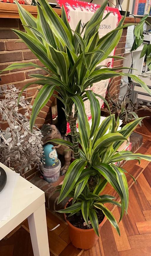 Buy & Sell North London Winchmore Hill - North London - Photos for Dracaena plant