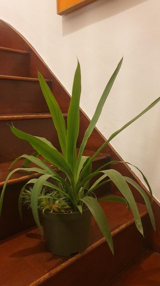 Buy & Sell South East London St Johns - South East London - Photos for Large plant, mix of 3 plants in pot