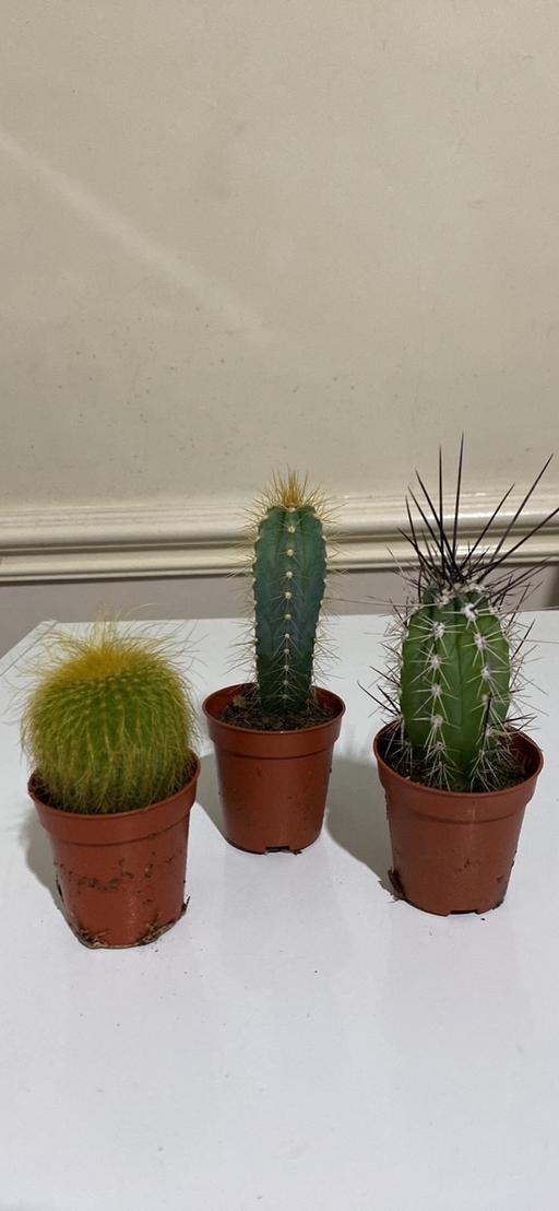 Buy & Sell East London East Ham - East London - Photos for Cacti set of 3 plants