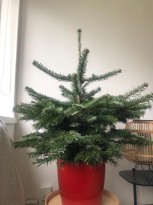 Buy & Sell South East London Grove Park - South East London - Photos for Real potted Christmas- very healthy - free